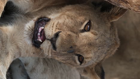 Vertical---Closeup-Of-Lion-Cub's-Face