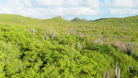 Aerial-dolly-above-westpunt-dry-cactus-arid-landscape-with-hills-of-Curacao