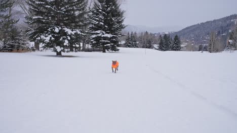 Pitbull-Dog-in-Orange-Winter-Jacket-Running-on-Snow-on-Cold-Winter-Day,-Slow-Motion