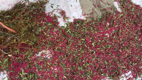 winnowing-threshing-barberries-in-garden-the-barberry-agriculture-is-traditional-skill-of-gardening-in-Khorasan-Iran-desert-mountain-climate-sorting-harvest-season-sun-dry-keep-long-natural-preserve