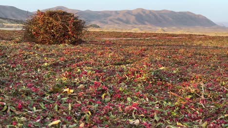 Left-to-right-pan-barberry-garden-farm-winnowing-field-in-Iran-early-morning-sunrise-golden-time-mountain-wonderful-landscape-wide-view-background-scenic-shot-from-barberries-shrub-harvest-season-iran