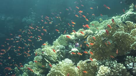 Goldfische-Huschen-Im-Einklang-Zwischen-Verzweigten-Korallen-Und-Glitzernden-Sonnenstrahlen-Hin-Und-Her