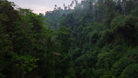 Mist-covered-tropical-lush-jungle-with-deep-dark-green-hues,-aerial-dolly