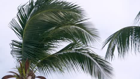 Kokosnussblätter-Wiegen-Sich,-Während-Sie-An-Einem-Wolkenlosen-Tag-In-Einer-Landschaft-In-Einer-Der-Provinzen-Thailands-Vom-Wind-Verweht-Werden