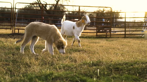 Adorable-puppy-dog-on-farm-with-goat-moving-next-to-at-golden-hour,-slow-motion