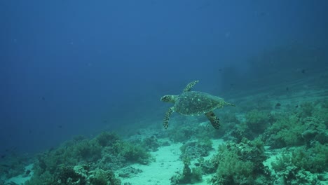 Rearview-of-Red-Sea-turtle-turning-as-it-swims-floating-gracefully-in-ocean