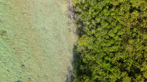 Drohnen-Satellitenansicht-Des-Mangrovenwaldes-Und-Klare-Meereswasserwellen-Der-Karibik-Am-Felsigen-Strand