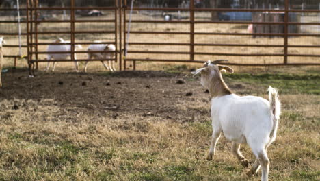 Wide-slow-motion-shot-of-goat-running-away-from-camera-on-countryside-farm