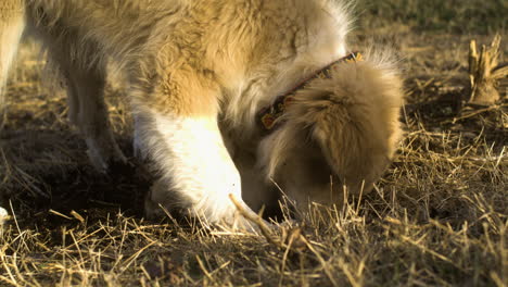 Close-up-of-two-mixed-Great-Pyrenees-dogs-digging-soil,-slow-motion,-playful