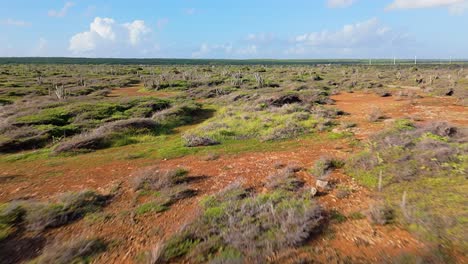 Aerial-dolly-above-cacti-in-desert-arid-landscape-of-Curacao,-dry-heat-on-island