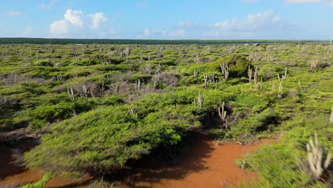 Drone-flyover-scrubland-cacti-in-dry-tropical-desert-on-northside-of-Curacao