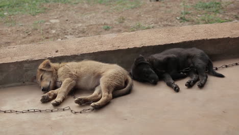 Close-up-of-cute-sleepy-puppies