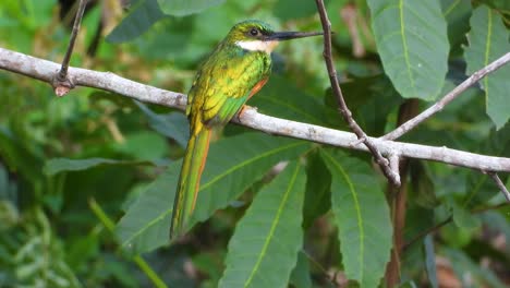 Tropical-Jacamar-bird-with-long-beak-flying-up-and-down-from-a-branch