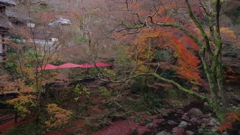 Autumn-in-Japan,-Maples-along-mossy-river-at-Minoh-Falls,-Osaka-4k