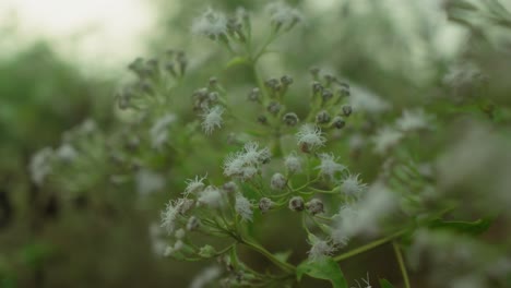 Nahaufnahme-Von-Mit-Tau-Bedeckten-Wildblumen-Mit-Weichem-Hintergrund,-Der-Eine-Ruhige,-Natürliche-Atmosphäre-Vermittelt