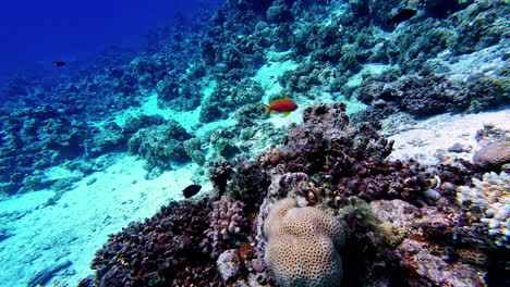 Underwater-swim-following-a-gorgeous-gold-fish,-sunlight-revealing-colorful-coral-reef