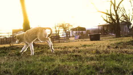 Golden-hour-slow-motion-shot-of-happy-dog-playing-outside-on-farm,-wide-shot