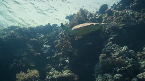 Green-turtle-swims-alongside-coral-reef-drop-off-zone-in-Red-Sea