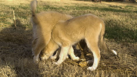 Two-playful-dogs-sniffing-ground-and-eating-grass-at-golden-hour,-farm-outdoor