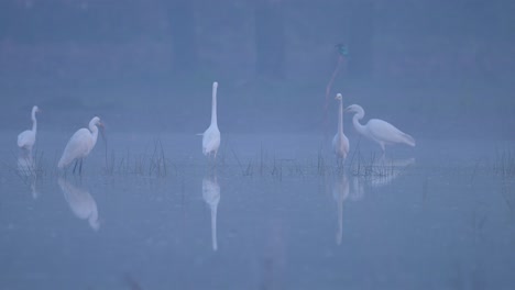 Flock-of-great-egrets-fishing-in-wetland