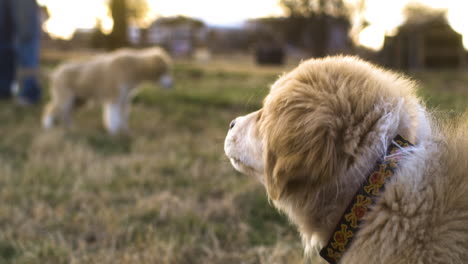 Rear-shot-of-golden-puppy-dog-head-running-towards-another-dog-at-golden-hour