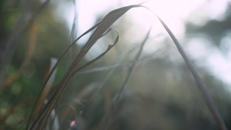 close-up-of-reed-plant-blowing-in-a-soft-wind-in-nature