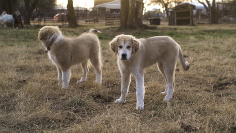 Full-shot-of-two-Anatolian-Shepherd-mixed-Great-Pyrenees-on-field-at-golden-hour