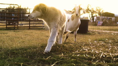 Full-shot-of-dog-and-goat-playing-together-at-golden-hour,-cinematic,-slowmo