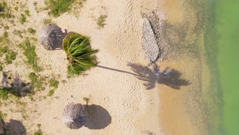 Palm-tree-sways-in-wind-with-long-shadow-by-tropical-bungalow-as-calm-waves-crash-on-shore