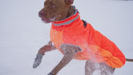 Zeitlupe-Eines-Pitbull-Hundes-In-Winterjacke,-Der-Schnee-Fängt-Und-Frisst