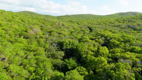 Aerial-panoramic-dolly-above-winding-road-cutting-path-between-tropical-arid-forest-in-Curacao