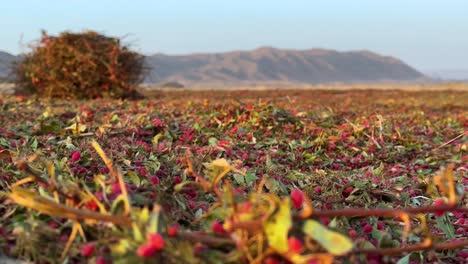 barberry-garden-mountain-landscape-sunset-golden-time-in-the-winnowing-field-of-harvested-barberries-shrub-bushes-to-separate-red-ripe-aril-berry-seeds-from-foliage-thorn-in-autumn-season-sundry-iran