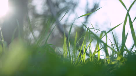 Close-up-of-green-grass-foliage-in-nature-with-beautiful-sunlight