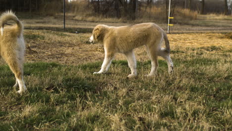 Anatolian-Shepherd-mixed-Great-Pyrenees-dogs-on-a-country-field-wondering-around