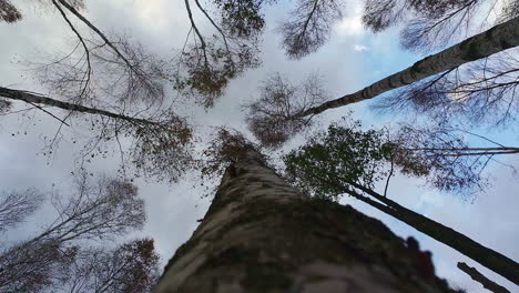 Wunderschöne-Nadirwinkelaufnahme-Von-Hohen-Bäumen-In-Einem-Wald-Mit-Bewölktem-Himmel