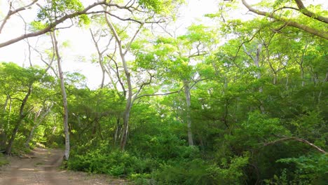 Thin-scraggly-tropical-forest-trees-in-Caribbean-line-dirt-road-leading-to-secluded-island-beach