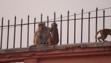Monkey-grooming-his-mother,-sitting-on-wall-in-city