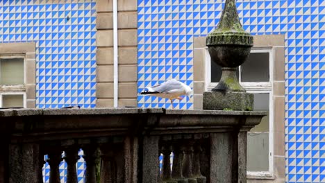 Seagull-on-parapet-scratching-the-neck-feathers-in-a-rainy-day-with-blue-tiles-as-background,-Porto