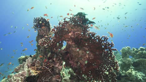 Coral-En-Abanico-Retroiluminado-Con-Peces-Dorados-Nadando-En-Un-Azul-Glorioso-Con-Un-Halo-De-Luz-Arriba