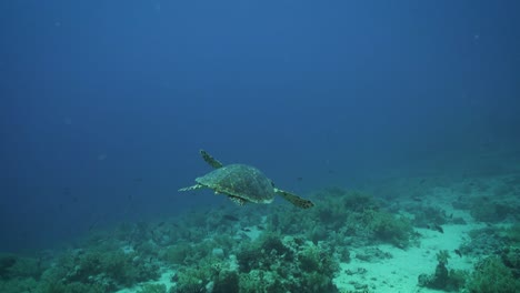 Red-Sea-green-turtle-swims-in-slow-motion-above-sandy-flats-with-coral-reef