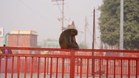 City-scene-with-motionless-monkey-sleeping-on-bridge-railing