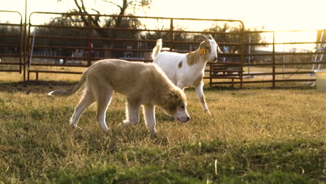 Goat-and-dog-playing-together-at-golden-hour,-candid-moments,-slow-motion