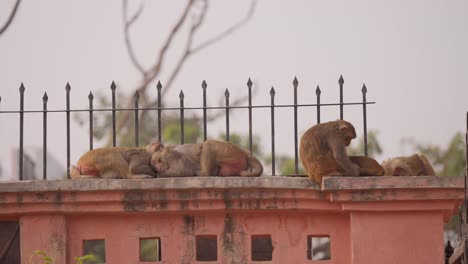 Group-of-monkeys-sleeping-on-wall-of-house-in-city