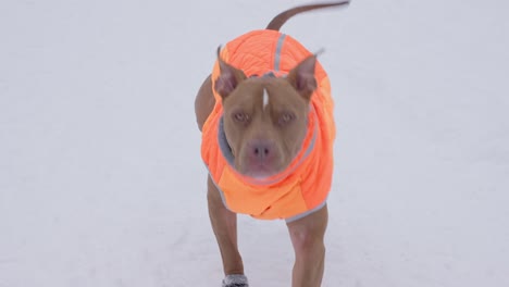 Slow-Motion-of-Pitbull-Dog-in-Winter-Jacket-and-Shoes-Running-on-Snow-in-Mountain-Landscape
