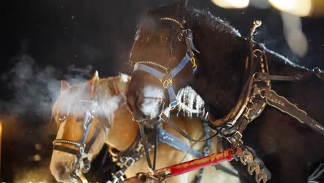 Harnessed-Percheron-Horses-on-Freezing-Cold-Winter-Night,-Slow-Motion-of-Animals-and-Breath-Vapor