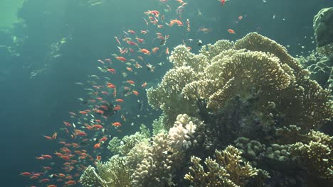 Schwarm-Kleiner-Fische-Huschen-Ein-Und-Aus-Und-Verstecken-Sich-In-Den-Verzweigten-Weißen-Korallen-Des-Roten-Meeres