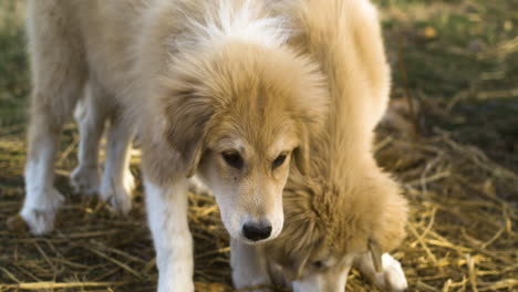 Crossbreed-Puppies-Anatolian-Pyrenees-Foraging-On-Field