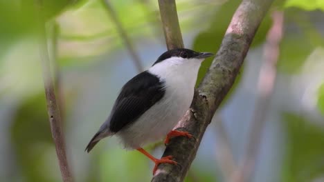 White-bearded-manakin-looking-around-and-flying-away-on-a-branch-in-the-jungle