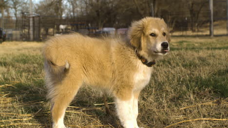 Profile-full-shot-of-adorable-little-puppy-dog-golden-coat-approaching-camera