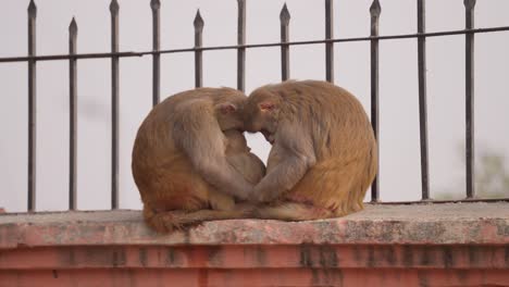 Family-of-monkeys-sleeping-together-on-bridge-wall-in-city